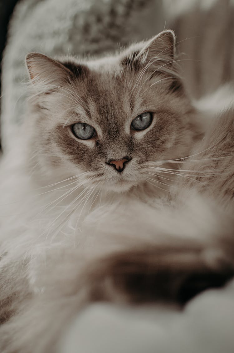 Furry Cat Looking At Camera While Lying On Blanket