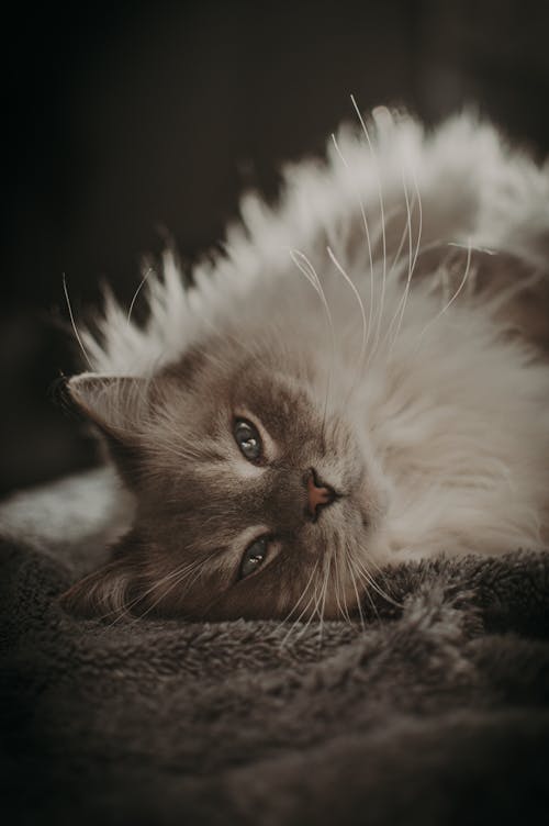 Free Adorable cat with gray and white fluff lying on soft blanket in light room and looking at camera Stock Photo