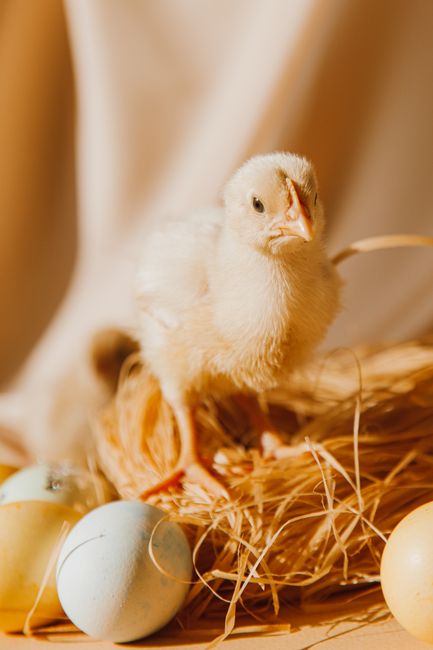 Delightful Easter scene of a fluffy chick with colorful eggs in a straw nest.