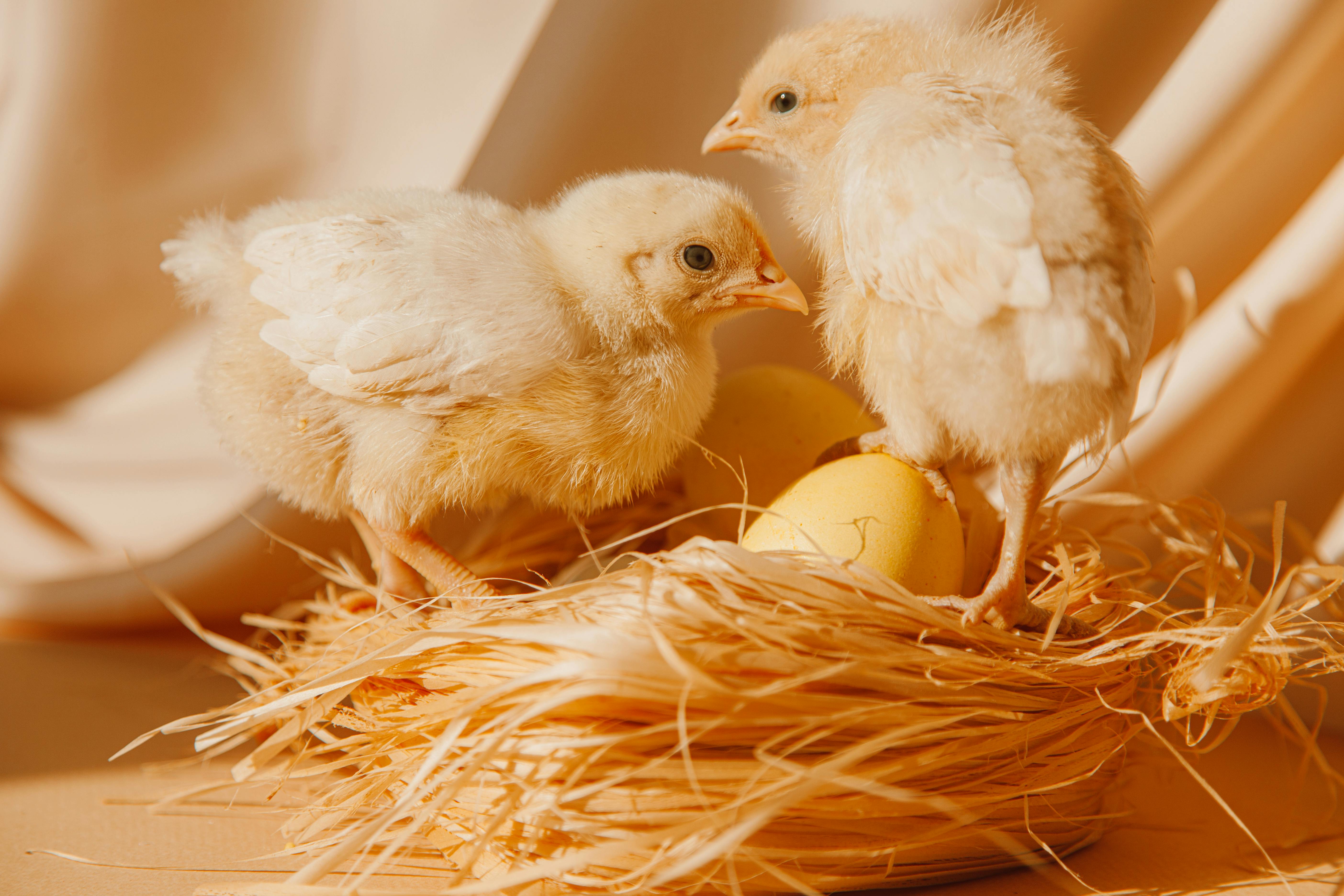 white chicks on brown nest