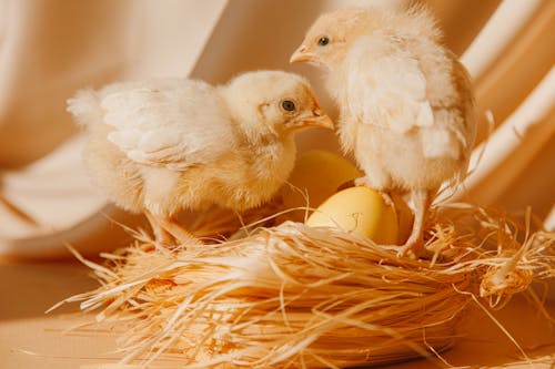 Free White Chicks on Brown Nest Stock Photo