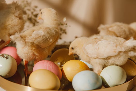 Cute chicks exploring a tray of vibrant Easter eggs in soft light.