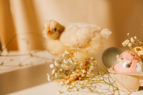 A Chick Near Flowers