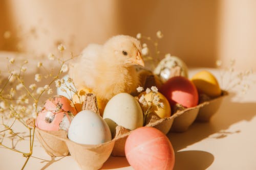 Free Chick Beside A Carton Of Colored Eggs Stock Photo