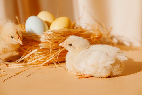 Free Colored Eggs In A Nest Beside Two Chicks Stock Photo
