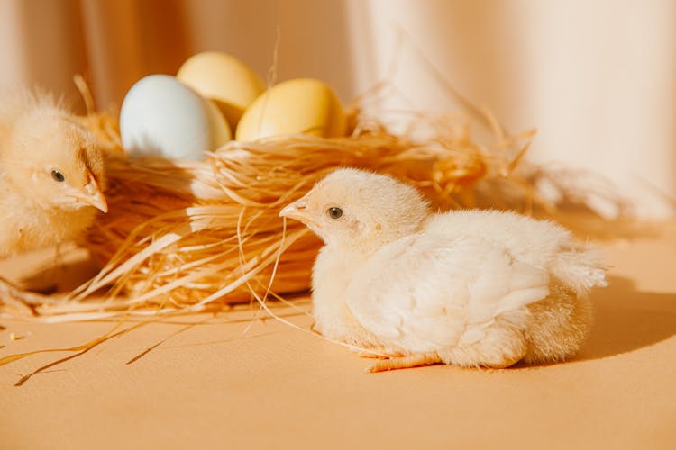 Colored Eggs In A Nest Beside Two Chicks