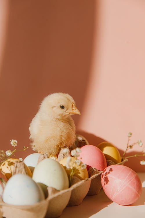 Free Yellow Chick Near Colored Eggs Stock Photo