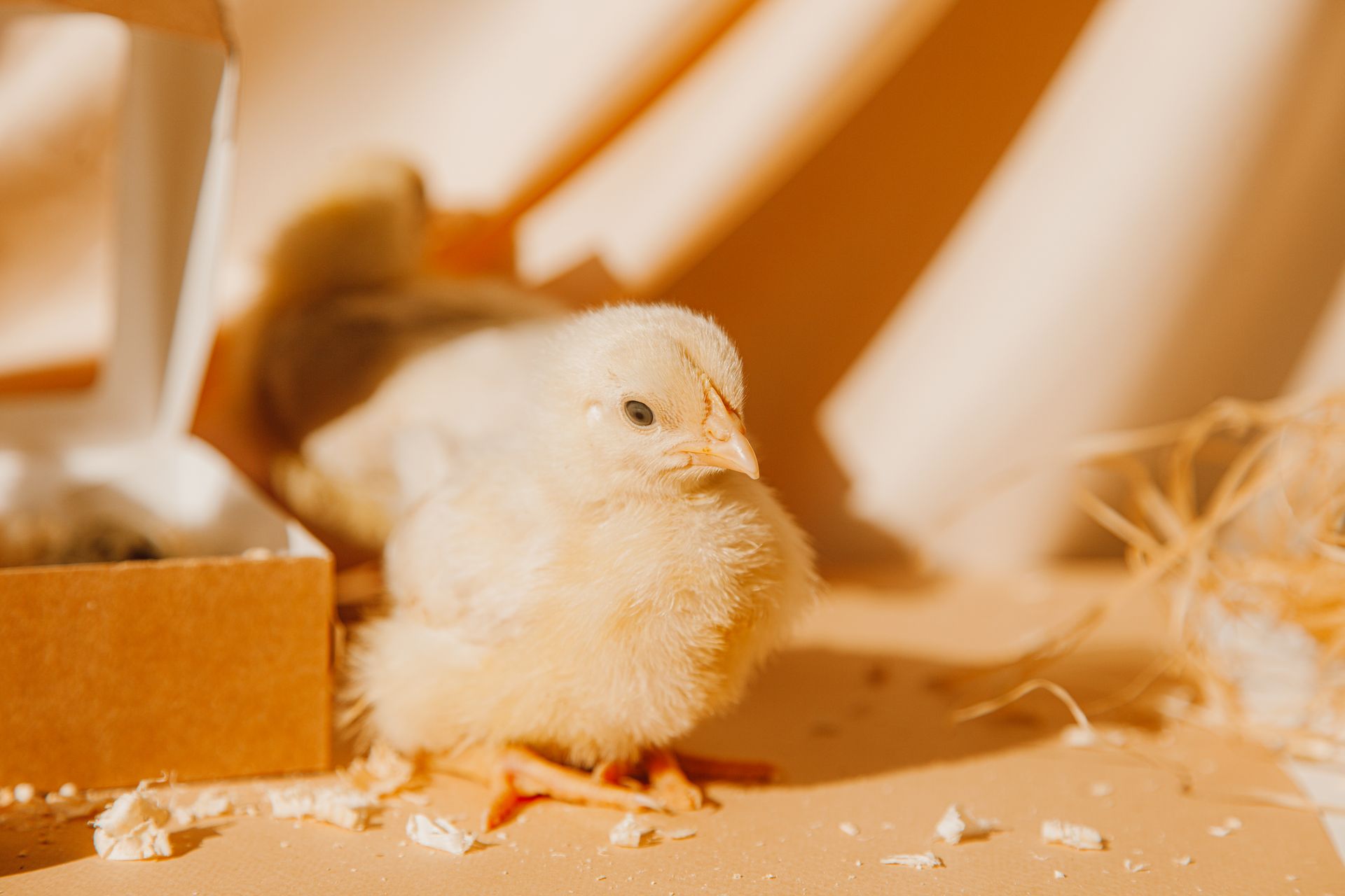 A Chick Sitting Near A Box