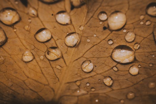 Macro shot capturing water droplets on a textured brown leaf after rainfall.