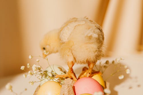 Close-up Photo Of Chick On Colored Eggs