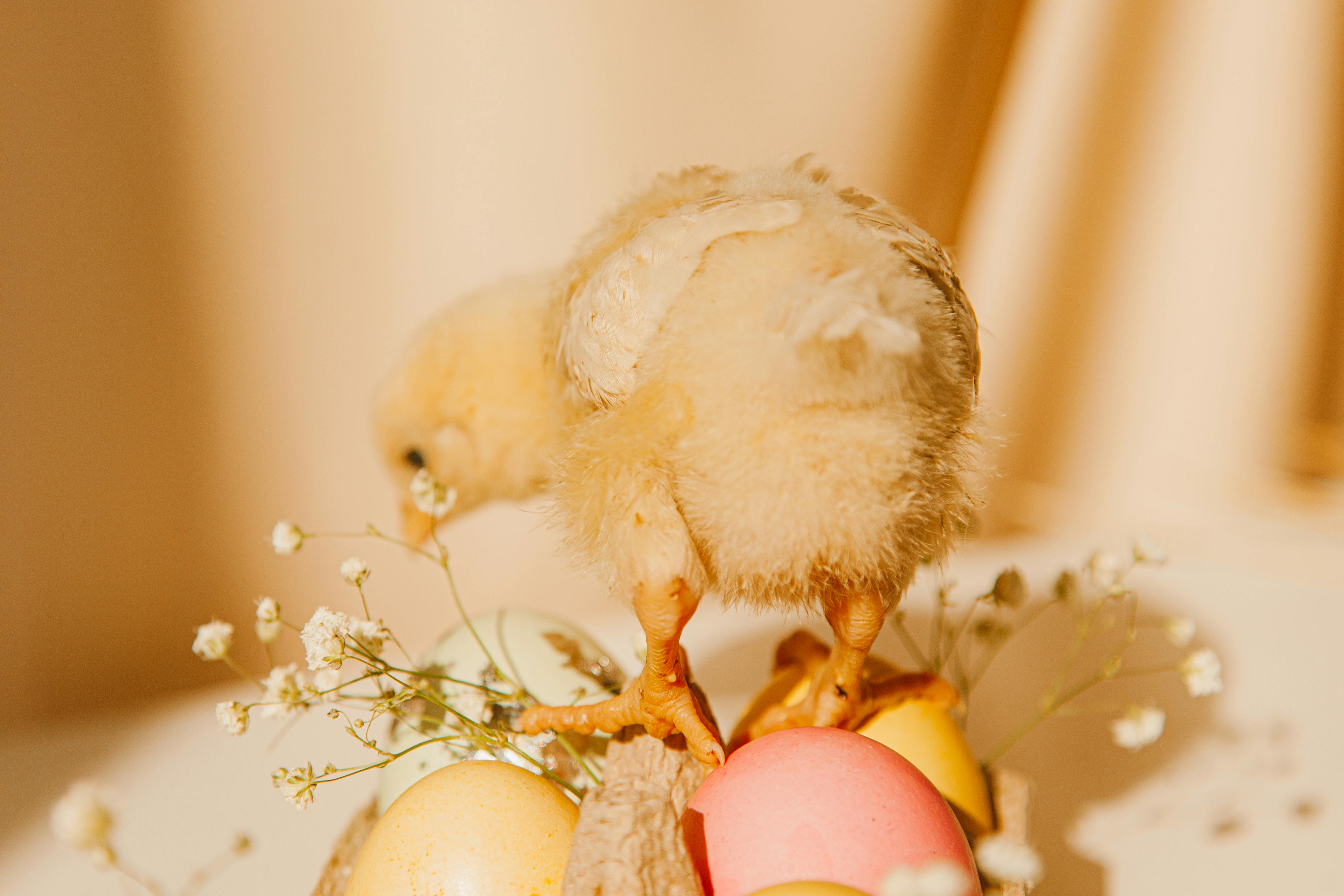 Easter Bunny And Eggs With Pink Background · Free Stock Photo