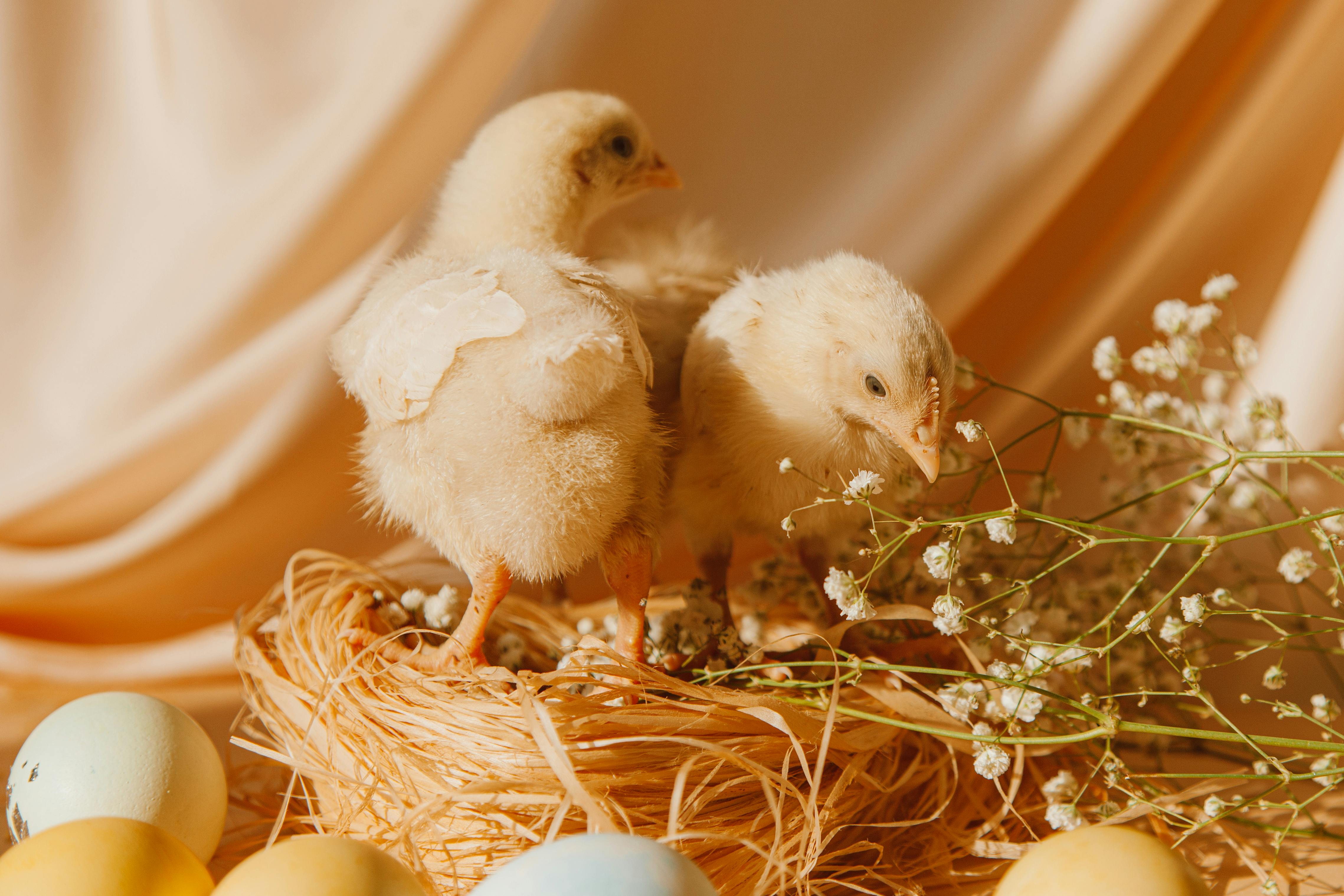 two white chicks on a nest