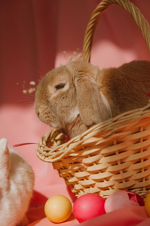 Easter Bunny In A Basket · Free Stock Photo