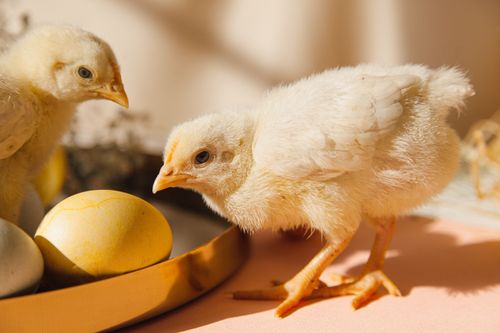 Free Two fluffy chicks explore a tray of pastel-colored Easter eggs in a sunny indoor setting. Stock Photo