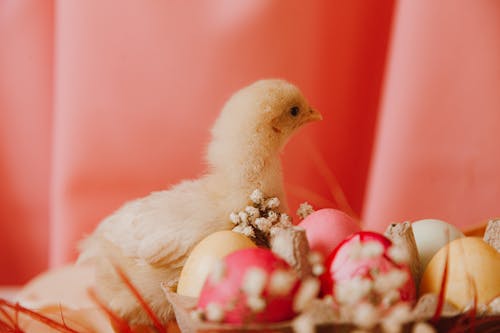 White Chick Beside A Basket Of Colored Eggs