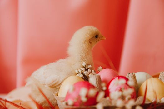 A cute chick nestled among colorful Easter eggs on a pastel pink background.