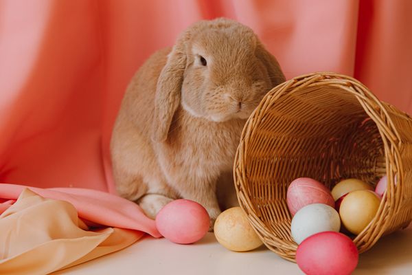 Brown bunny beside a basket