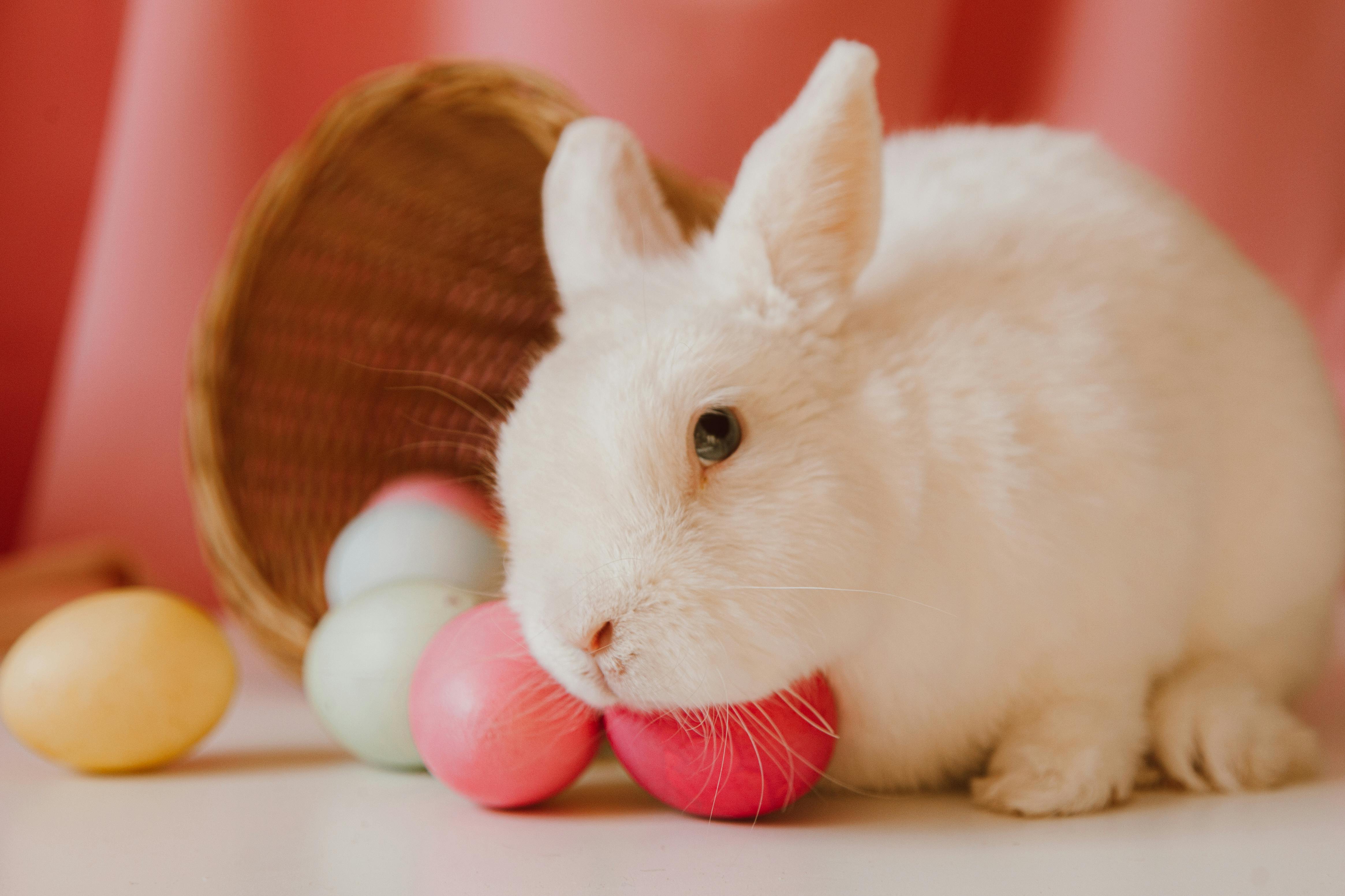White Rabbit Figurine Beside Easter Eggs on Floral Textile · Free Stock  Photo