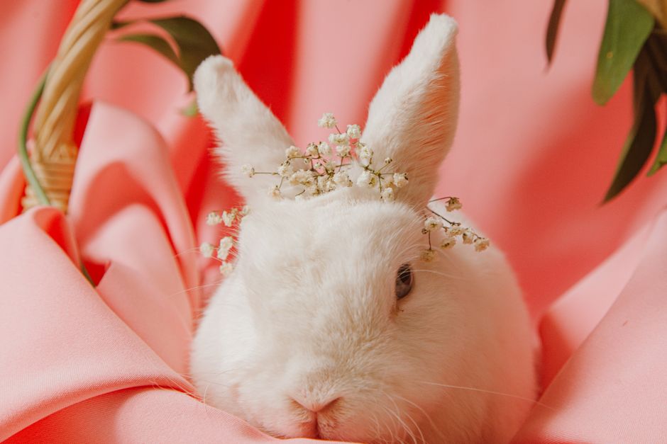 Adorable white rabbit with floral crown sits on pink fabric, embodying Easter charm.
