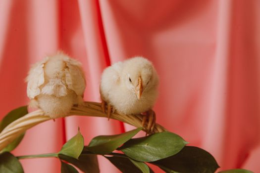 Cute fluffy chicks perched on a branch against a pink background with green leaves.