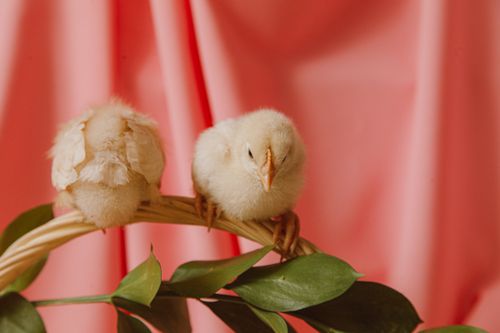 Free Cute fluffy chicks perched on a branch against a pink background with green leaves. Stock Photo