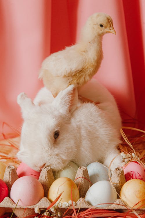 A Bunny And Chick Beside Colored Eggs 