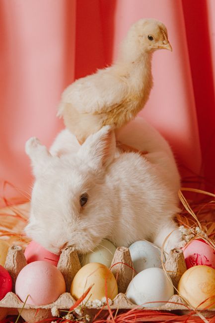Adorable white rabbit and chick among soft pastel Easter eggs indoors.