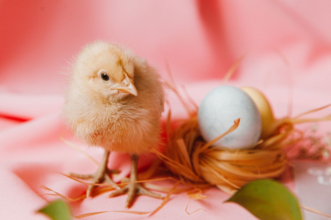 cute chick with pastel easter eggs in a nest on a pink background