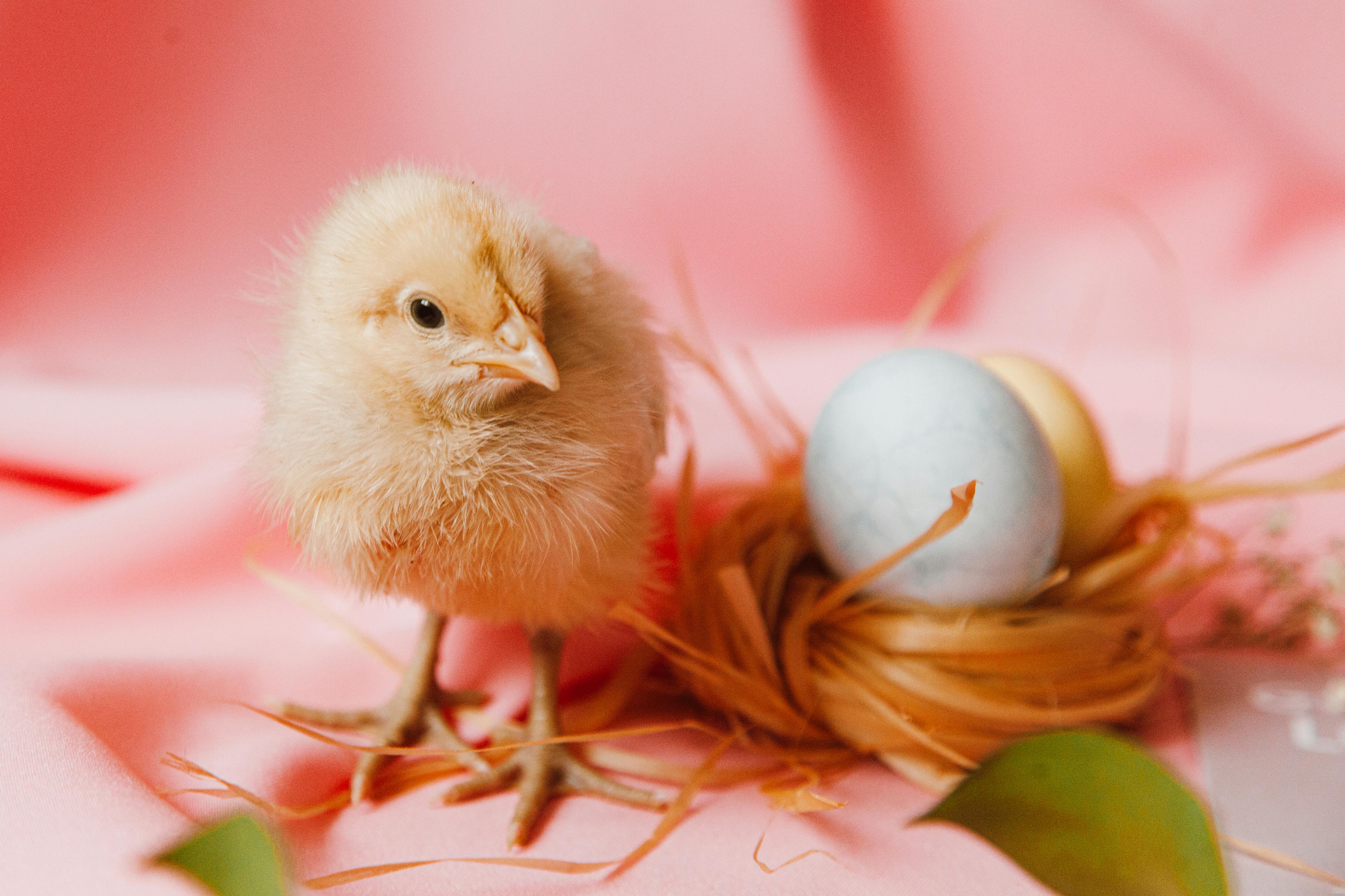 A Chick And Eggs On A Nest