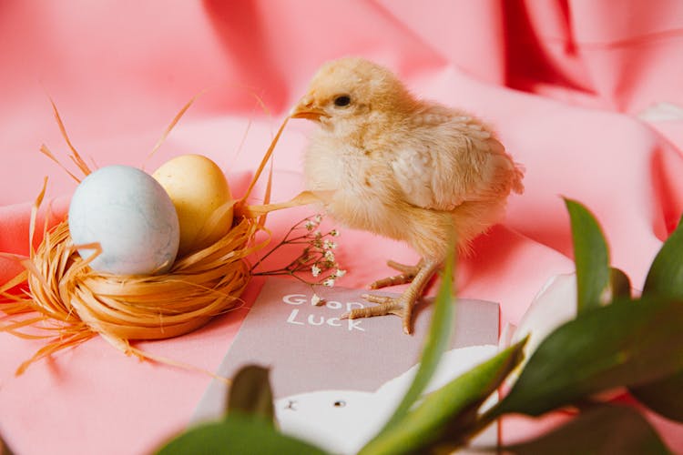 A Bird's Nestick With Two Colored Eggs Beside A Chick