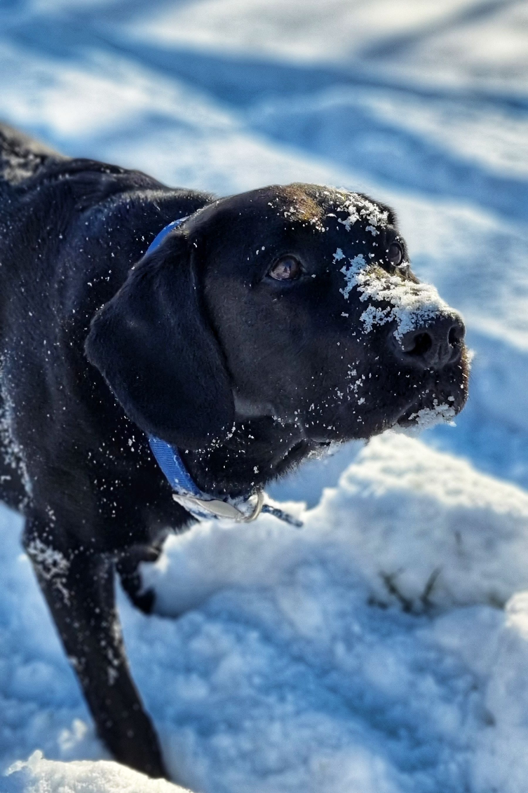 Why Is My Dog's Nose Suddenly Dry and Cracked in Winter?