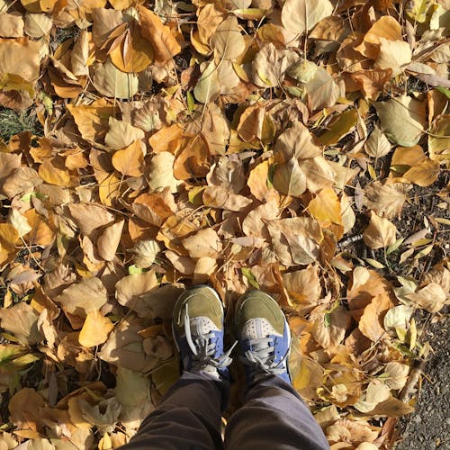 Photos gratuites de feuilles en automne, jambes, jaune doré