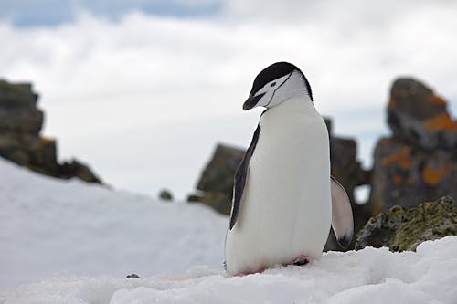 雪野生动物摄影上的企鹅