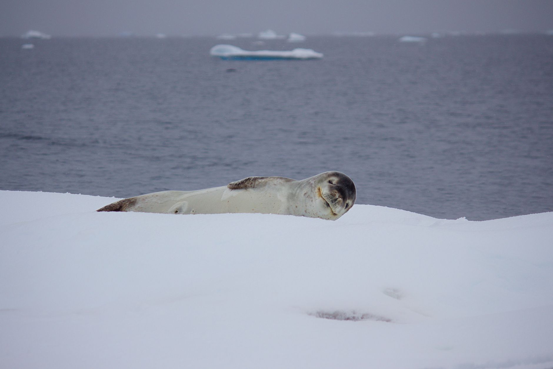 Rare Seal in Antarctica Captured on Camera for the First Time