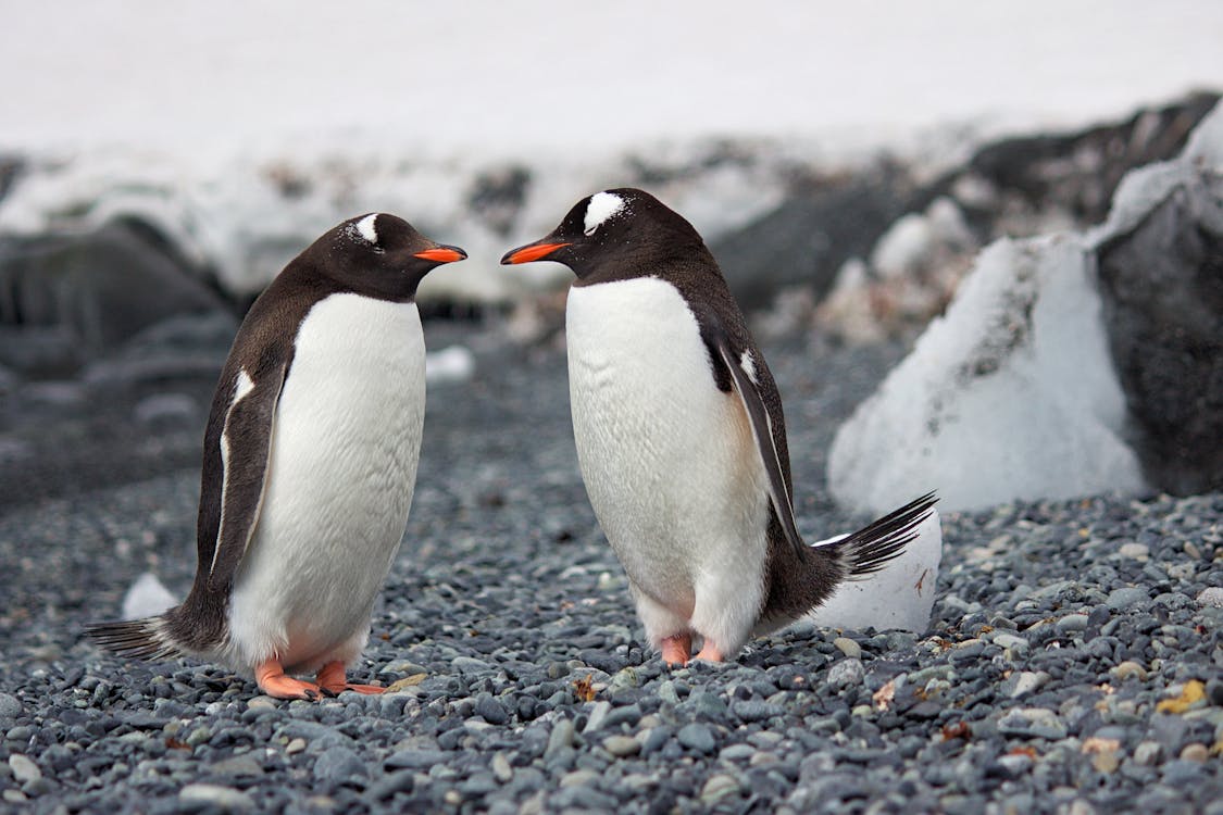 Fotografi Fokus Selektif Dari Dua Penguin