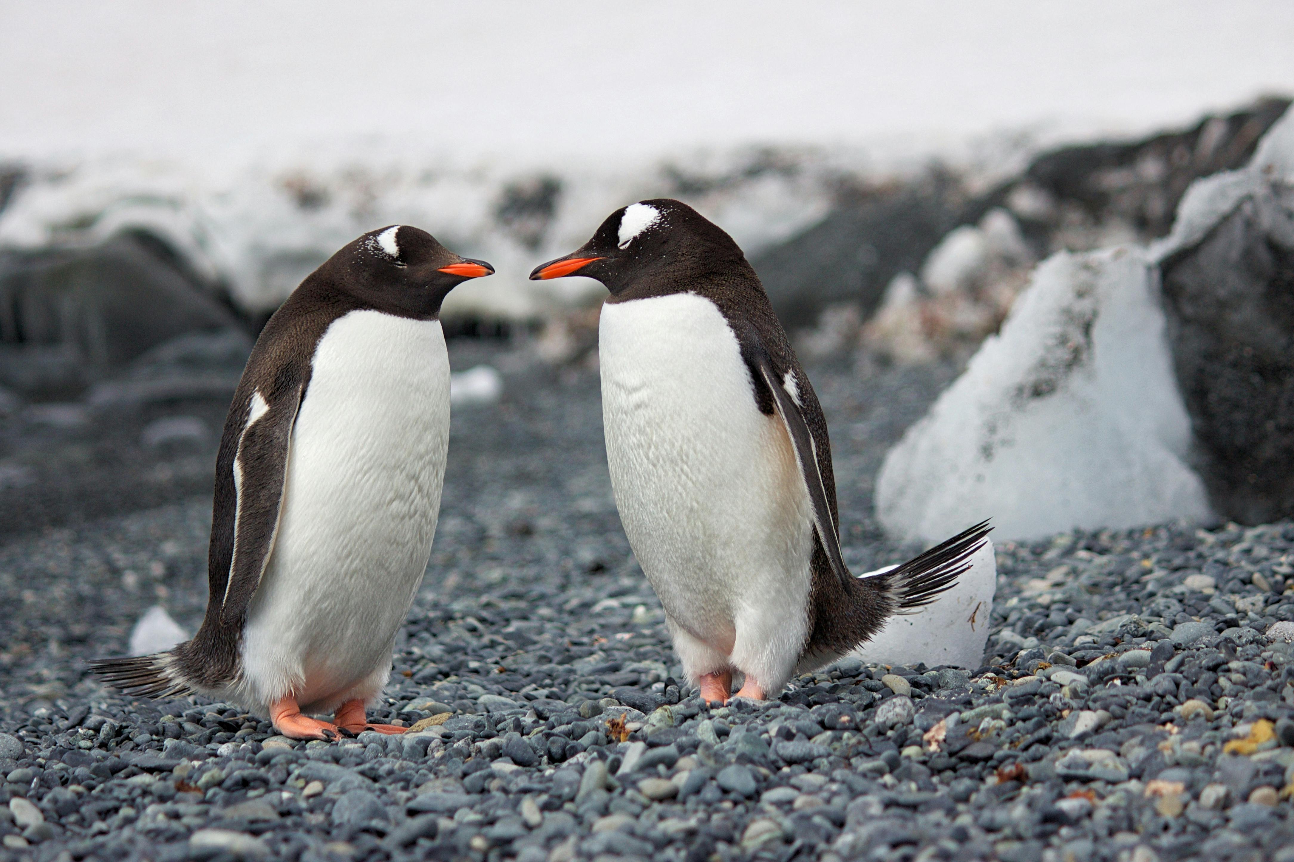 40+ Pinguine Fotos · Pexels · Kostenlose Stock Fotos