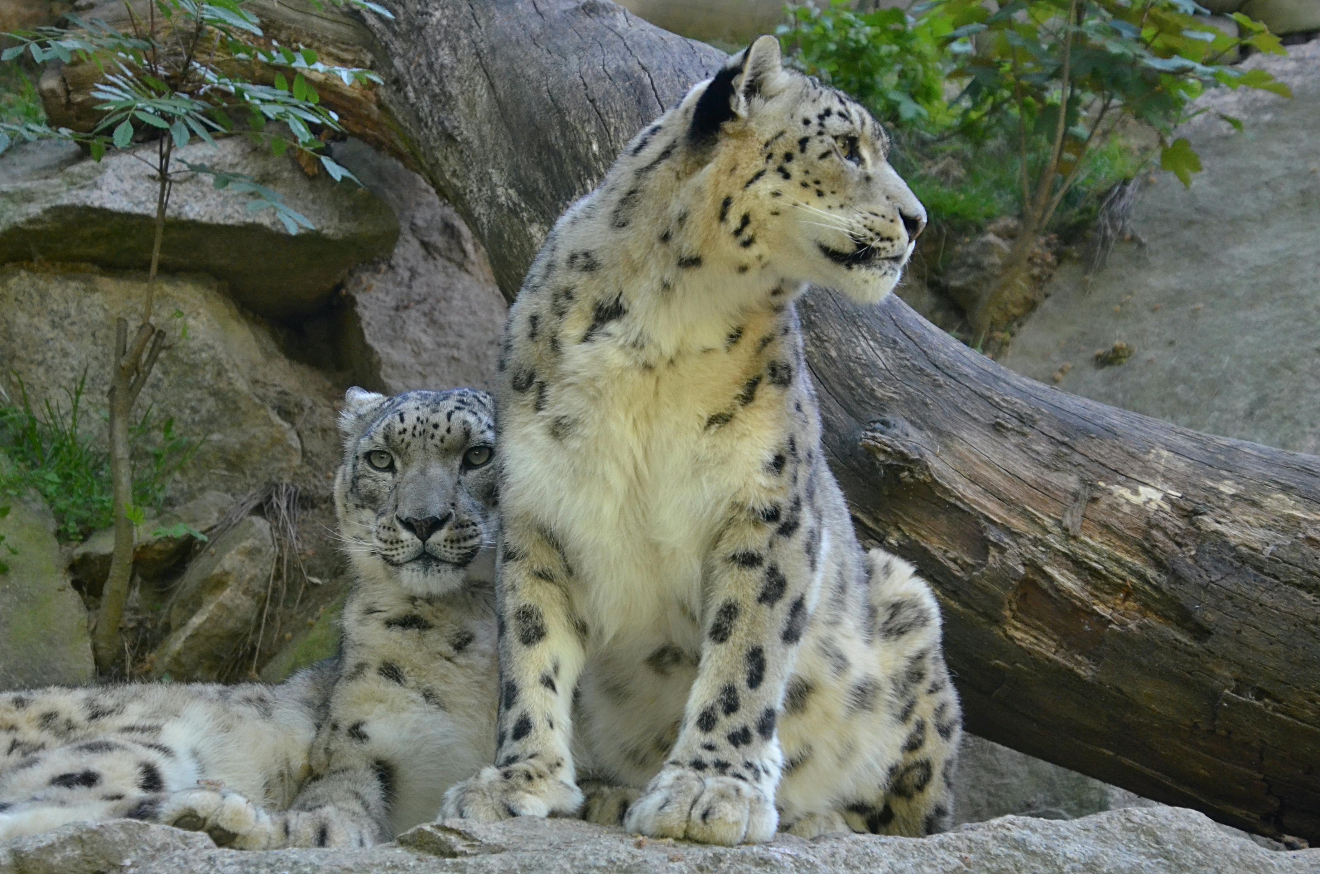 Eligibility Verification