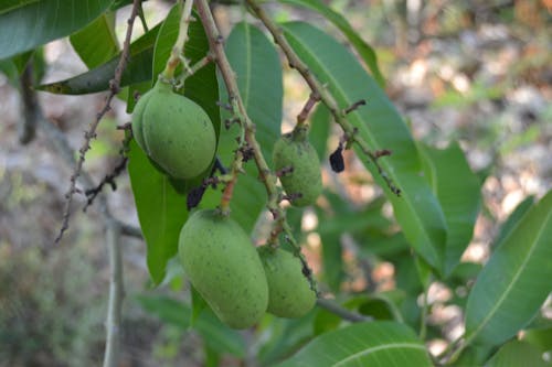 koyu yeşil bitkiler, mango, verdes içeren Ücretsiz stok fotoğraf