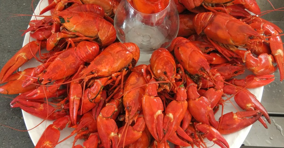 Free stock photo of crayfish