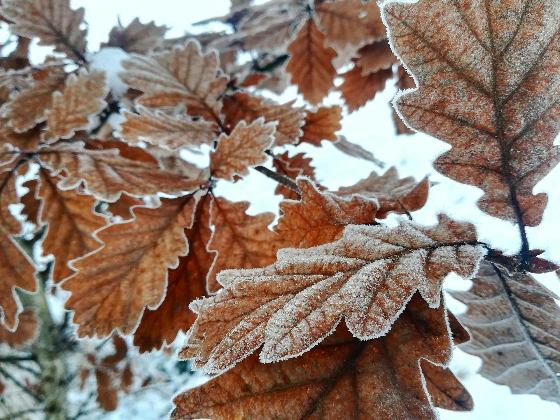 Detailed close-up of frosty autumn oak leaves showcasing textures and natural beauty.