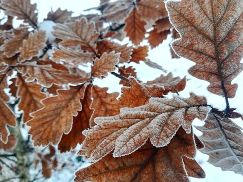 Free Detailed close-up of frosty autumn oak leaves showcasing textures and natural beauty. Stock Photo