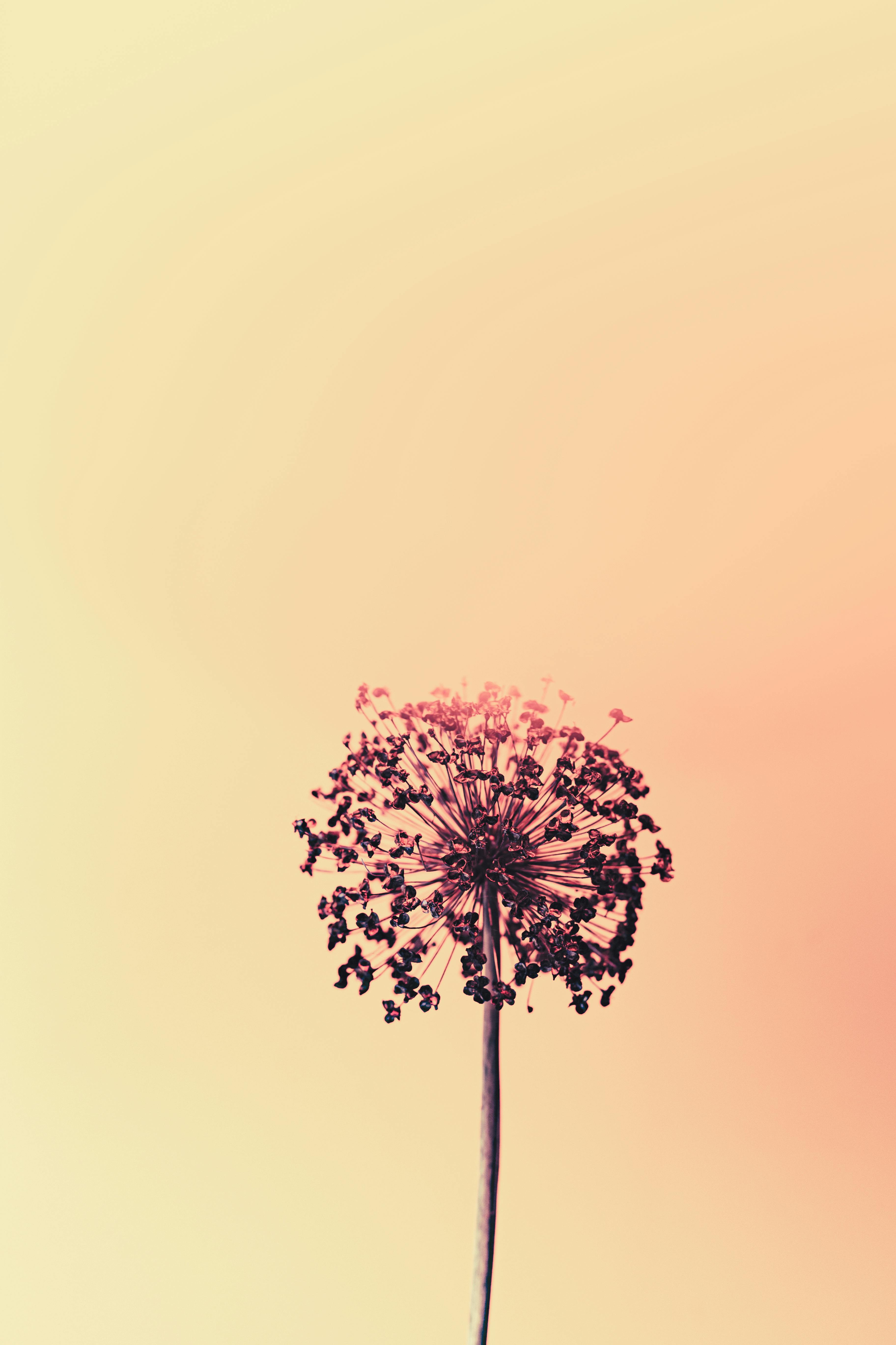 Artistic depiction of a dried allium flower with a pastel gradient background.