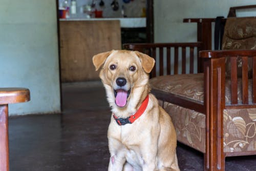 Free stock photo of dog face