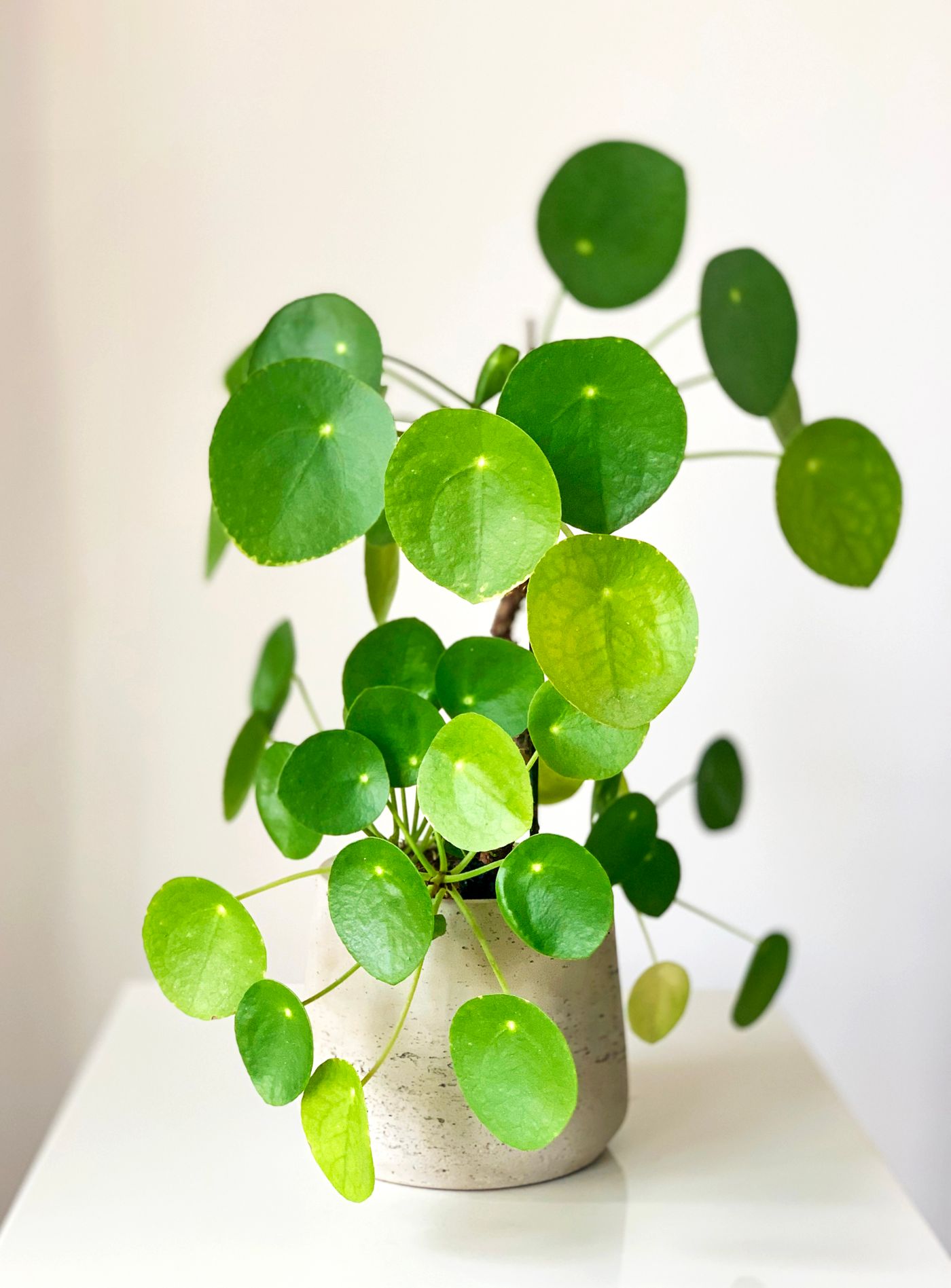 Pieniążek (Pilea) w białej doniczce