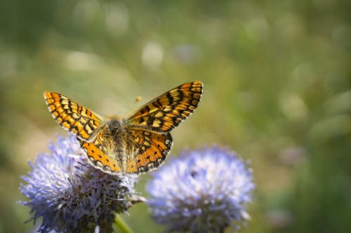 Close-Up Shot of a Butterfly Perched on a Purple Flower