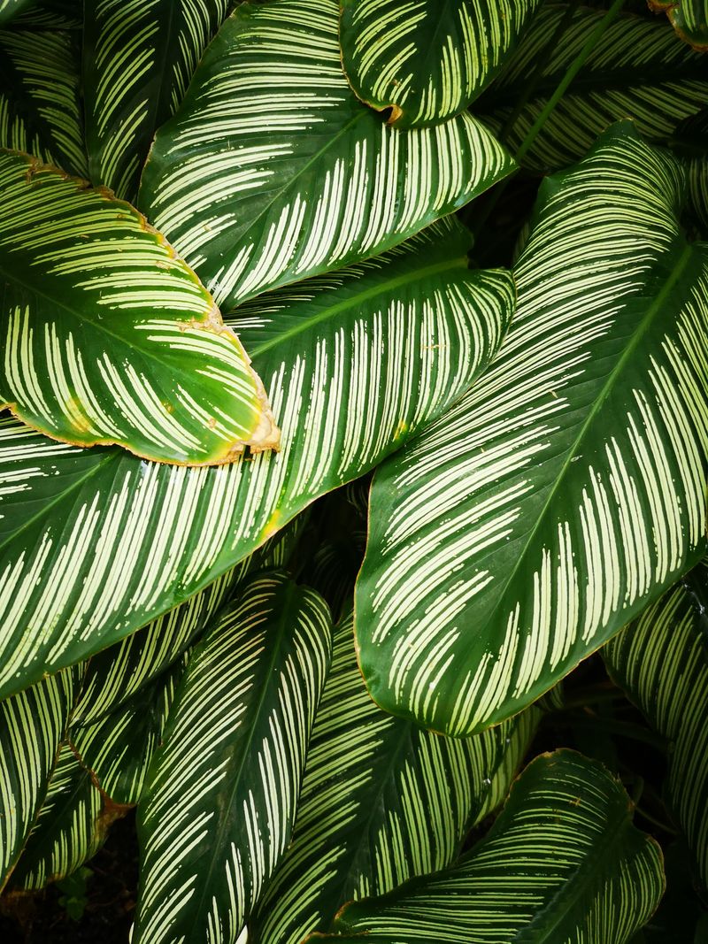 Calathea leaves with browning edges, a common sign of fluoride and chlorine stress in sensitive houseplants