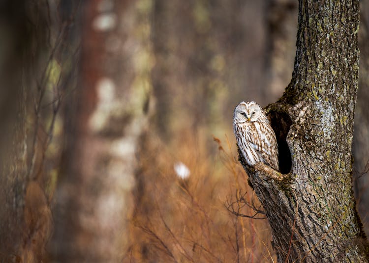 Owl Perching In A Hollow In A Tree 