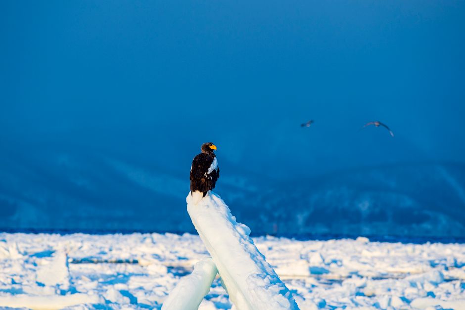 Steller's sea eagle perched on ice in Hokkaido
