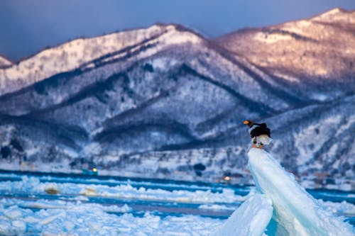 Eagle Perching on Ice 