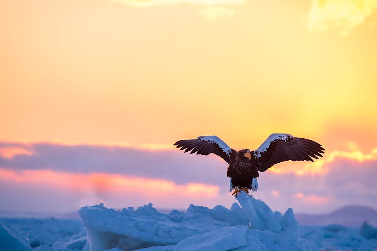 Bird Landing On Ice At Sunset